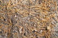 Pine needles on the sand in the forest. Natural background or texture Royalty Free Stock Photo