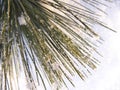 Pine needles on snow Royalty Free Stock Photo