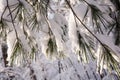 Pine Needles and Snow Royalty Free Stock Photo