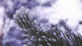 Pine Needles With Snow and Ice - Close-up Royalty Free Stock Photo