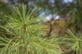 Pine Needles Spread Out Royalty Free Stock Photo