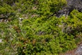 Pine needles in summer. Plants texture