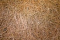 Pine Needles Texture Royalty Free Stock Photo