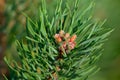 Pine needles and young cones with resin droplets close up