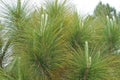 PINE NEEDLES ON A YOUNG TREE