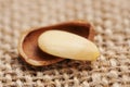 Pine Nut Royalty Free Stock Photo