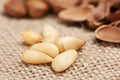 Pine Nut Royalty Free Stock Photo
