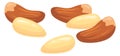 Pine nut cartoon icon. Raw healthy natural seeds Royalty Free Stock Photo