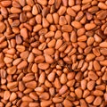 Pine nut Royalty Free Stock Photo