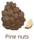 Pine nut icon. Cartoon healthy raw seed Royalty Free Stock Photo