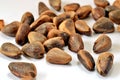 Pine nut Pinales Royalty Free Stock Photo