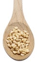 Pine Nut Seeds in a Wooden Spoon Royalty Free Stock Photo