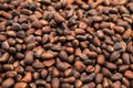 Pine nuts background. Cedar nutlets, close up Royalty Free Stock Photo