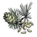 Pine nuts and cedar cone hand drawn illustration.