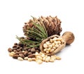 Pine nuts with cedar cones Royalty Free Stock Photo
