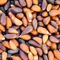 Pine nuts foraged food nature pattern background