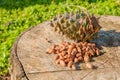 Pine nuts with a fresh pine cone soaked in resin on a tree stump Royalty Free Stock Photo