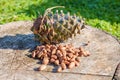 Pine nuts with a fresh pine cone soaked in resin on a tree stump Royalty Free Stock Photo
