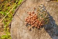 Pine nuts with a fresh pine cone soaked in resin on a tree stump Royalty Free Stock Photo