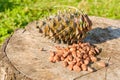 Pine nuts with a fresh pine cone soaked in resin on a tree stump Royalty Free Stock Photo
