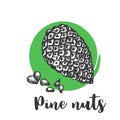 Pine Nuts Hand-drawn sketch Vintage hand drawing Vector illustration of seed and nuts Royalty Free Stock Photo