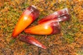 Pine nuts of the ParanÃ¡ pine (Araucaria angustifolia). PinhÃ£o fruit