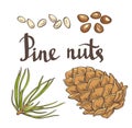 Pine nuts and pine cones. Hand drawn vector illustration.