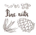 Pine nuts and pine cones. Hand drawn vector illustration. Isolated objects