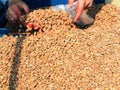 Pine nuts are poured into the package