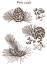 Pine nuts set of sketches Royalty Free Stock Photo