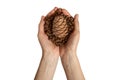 Pine nuts in shell. Hands holding ripe pine nuts top view Royalty Free Stock Photo