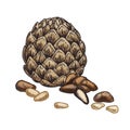 Pine nuts sketch vector graphic. Natural seeds.