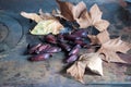 Pine nuts on top of the wood stove Royalty Free Stock Photo