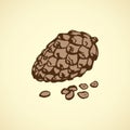 Pine nuts. Vector drawing