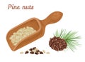 Pine nuts in wooden spoon, pine cone and branch of green needles