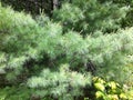 Pine on the Oakridge Trail in Canada Royalty Free Stock Photo
