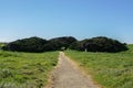 Pine and other trees at Slope Point in New Zealand Royalty Free Stock Photo