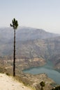 Pine over Ganga river