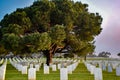 Pine over Gravestones at Rosecrans National Cemetery