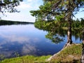 A pine-tree above the lake