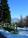 Pine and palm trees against clear blue sky and mountains in Switzerland Royalty Free Stock Photo