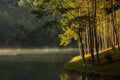 Pine of Pang Oung Royalty Free Stock Photo