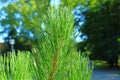 Pine in the park close-up summer sun