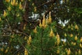 Pine, pine branch with cones