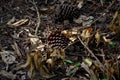 Pine cones lying on the ground in the backyard Royalty Free Stock Photo