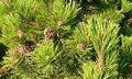 a pine pinecone closeup close-up celebration decorative evergreen tree natural fir needle wood woodland woods environment botany