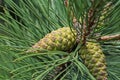 Pine, Pinus, with pine cones Royalty Free Stock Photo