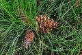 Pine, Pinus, with pine cones Royalty Free Stock Photo