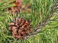 Pine, Pinus, with pine cones Royalty Free Stock Photo