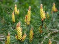 Pine, Pinus Sylvestris, in spring